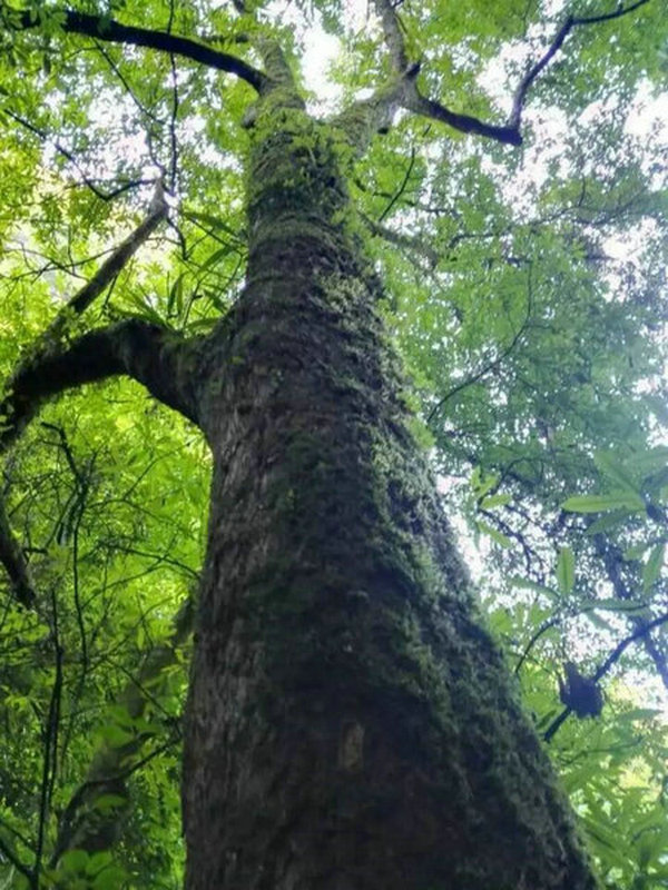 宜昌中亚楠木林风景区旅游